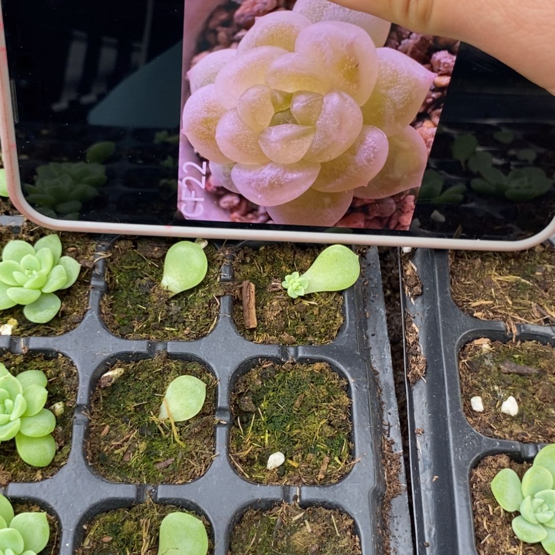 标1604哈财富c22芽苗一个