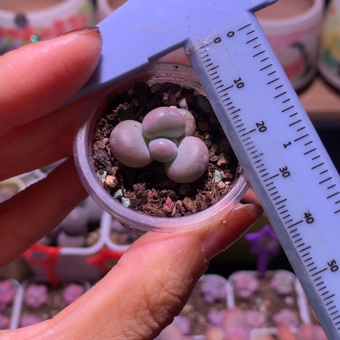 黄金鸡蛋大叶奶不凑满28元发一片叶 不售后 到付