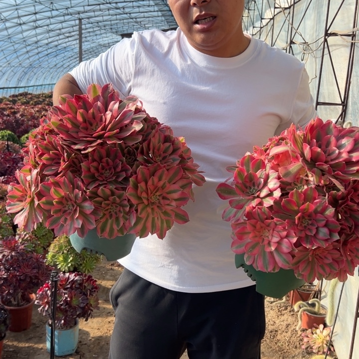 25.8粉女巫一颗包邮