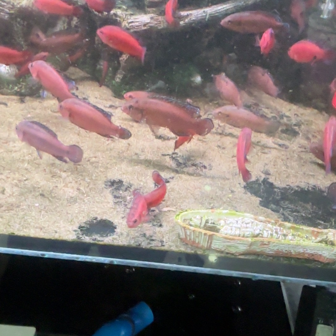 w***บ慈鲷鱼直播1公2母