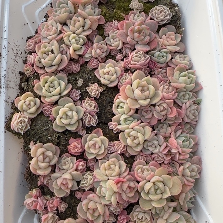 38号王者系列种播苗一盒