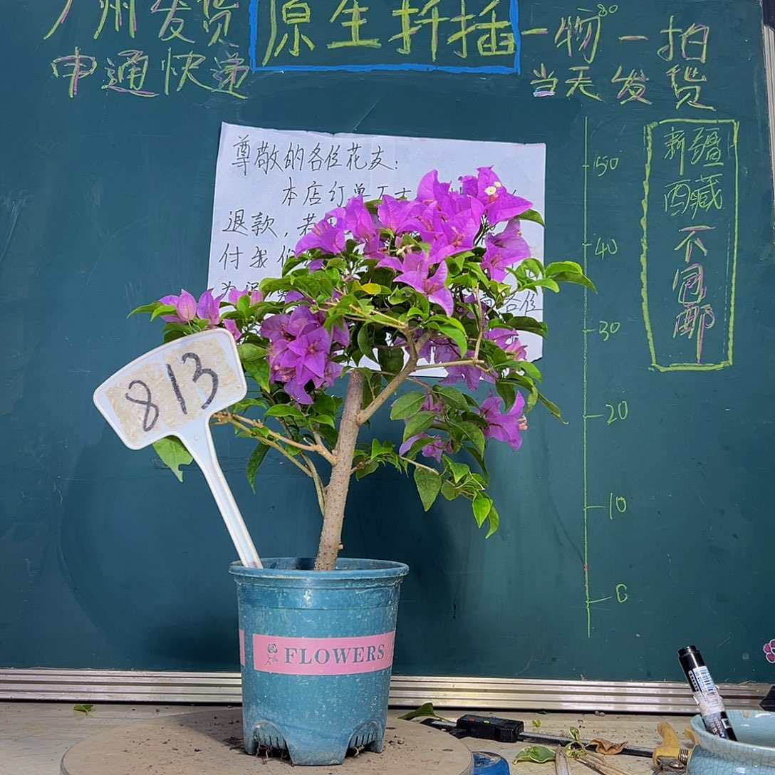 当前无花栽培后可以开花 巴西紫  813
