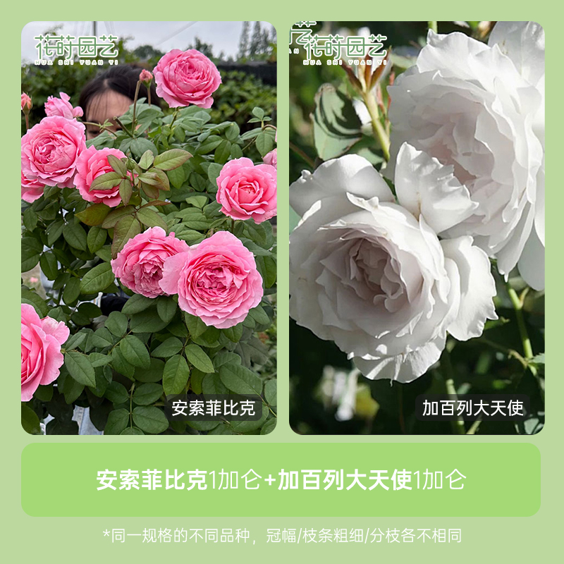 花莳园艺 1加扦插【安索菲比克+加百列大天使】组合月季花苗植物