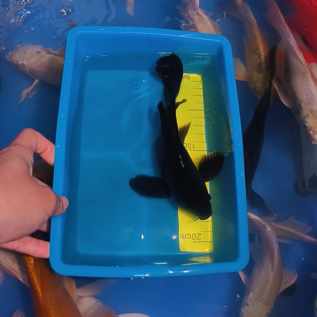 蝴蝶鲤鱼蝴蝶鲤墨蝶1条