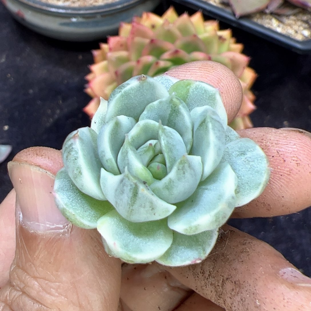 不知名，多肉植物