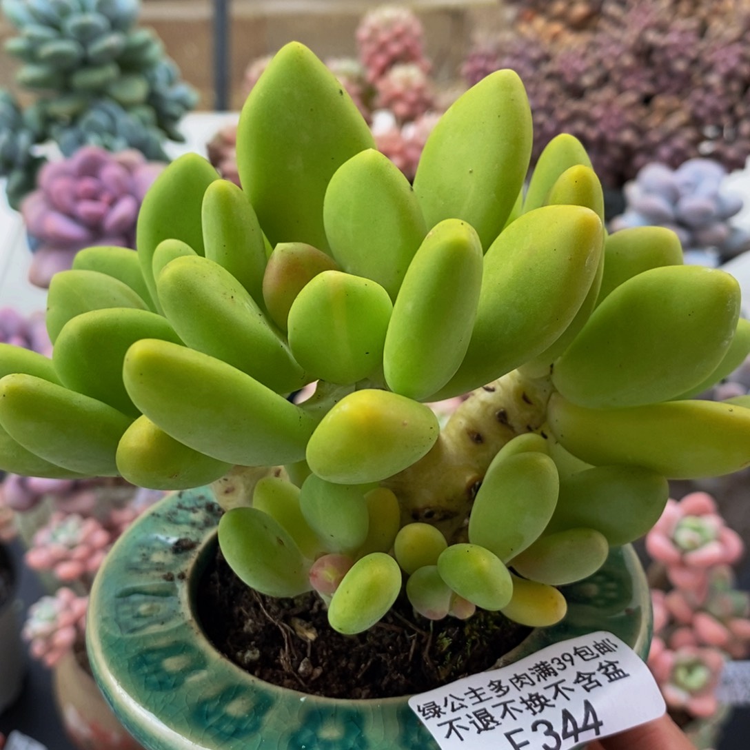 344芒果奶12cm多肉