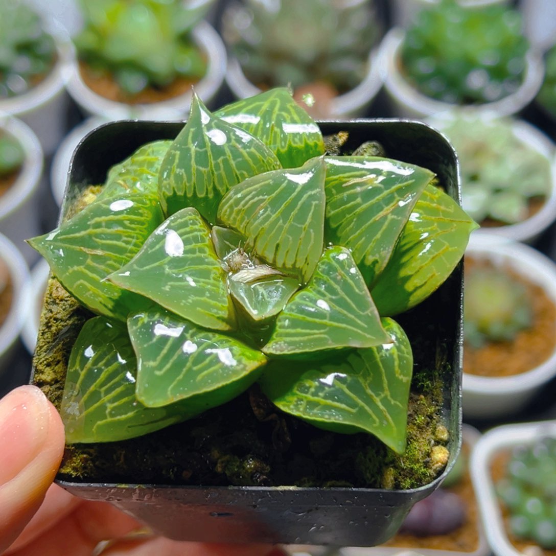 康克寿多肉多肉一颗