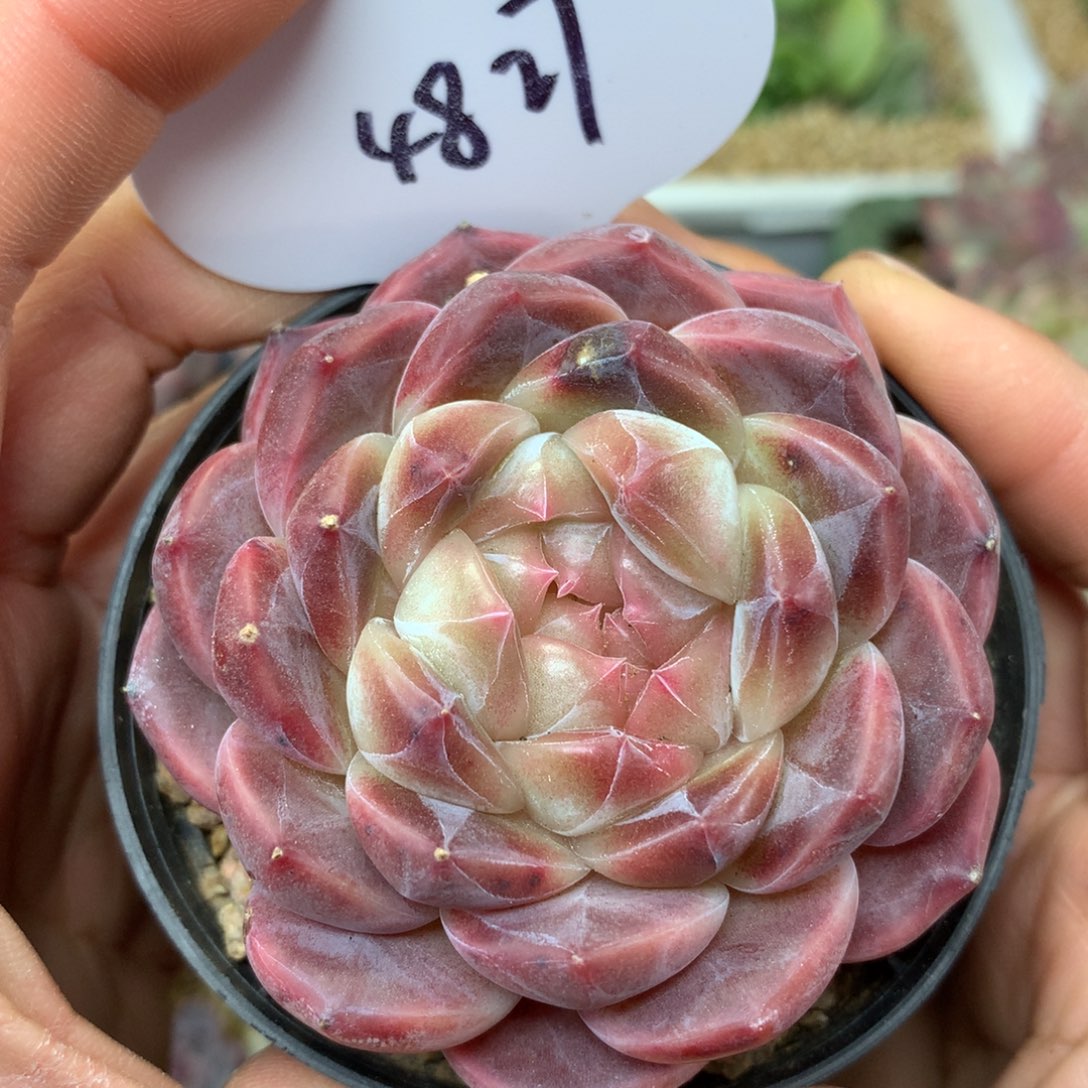 粉橘心冰魄单头4827