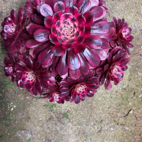 多肉植物美姬锦，