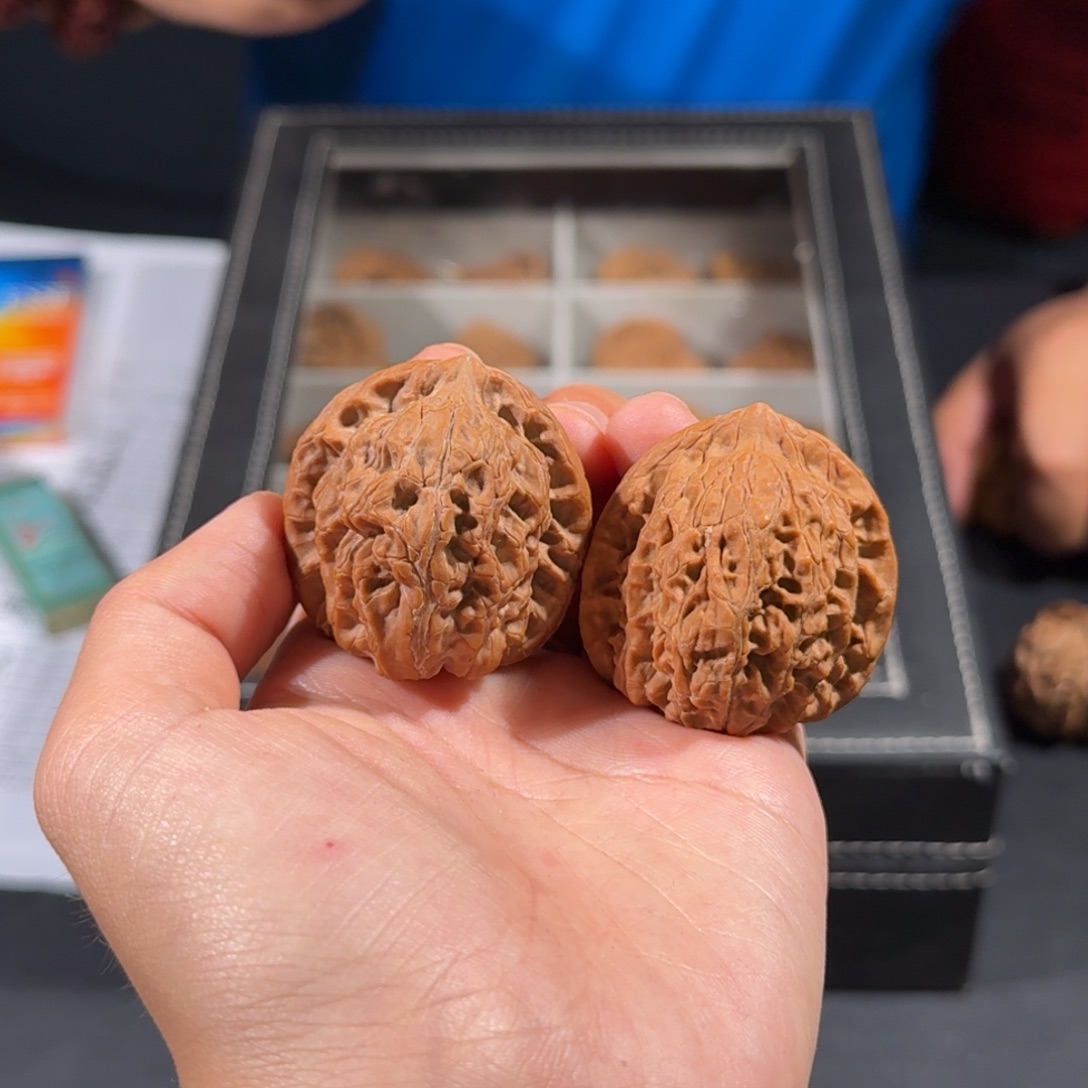 文玩核桃把件70号全品朱雀