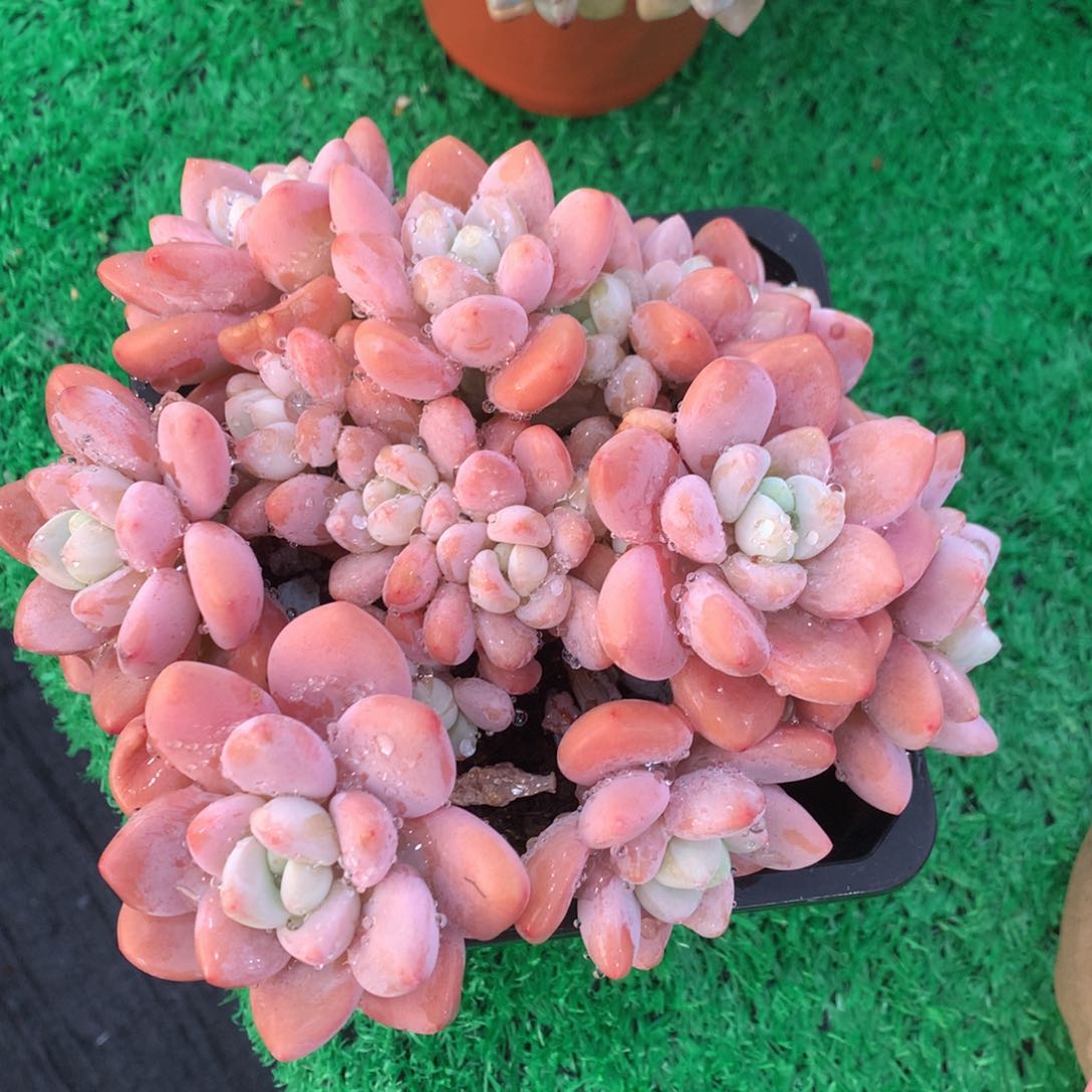 红洛神老桩一物一拍