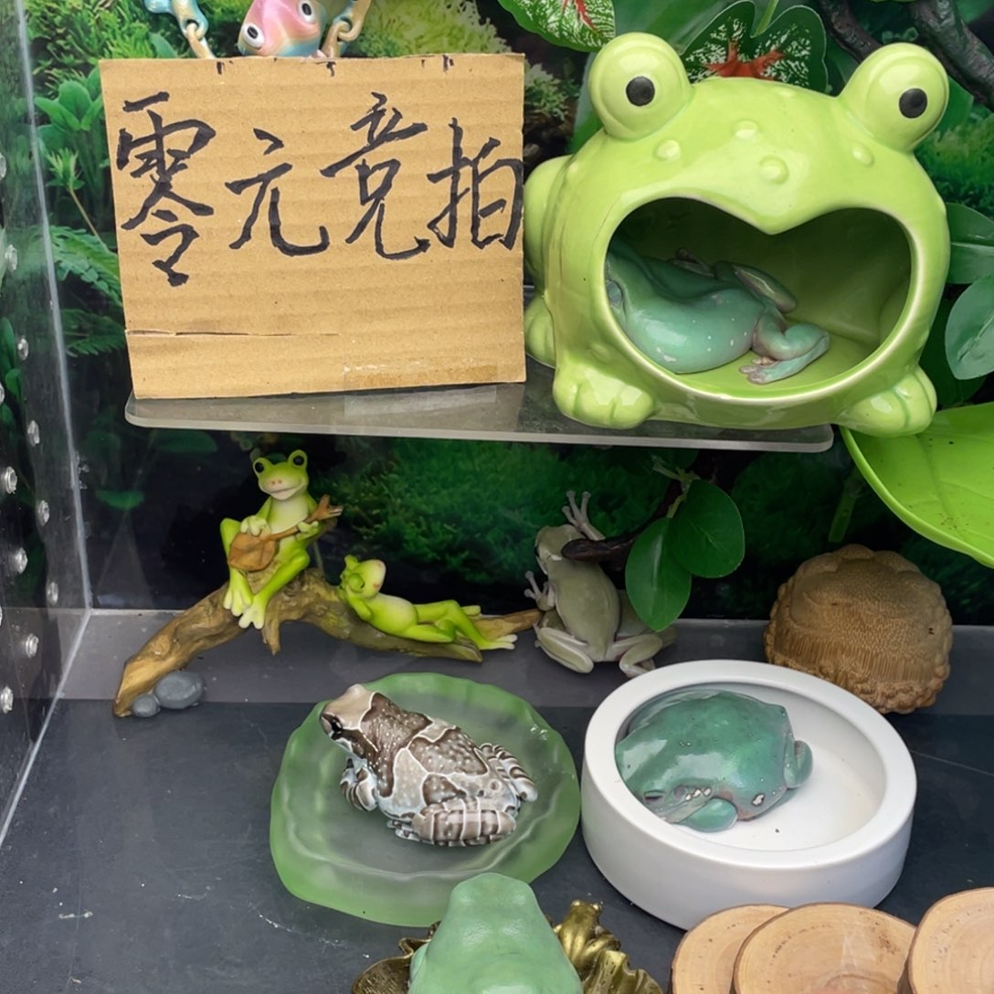 老爷树蛙专拍蓝2号