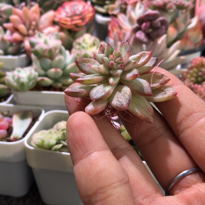 开播福利鹰嘴红覆轮锦