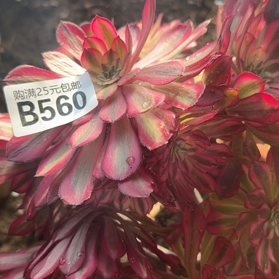 彼*多肉植物一个