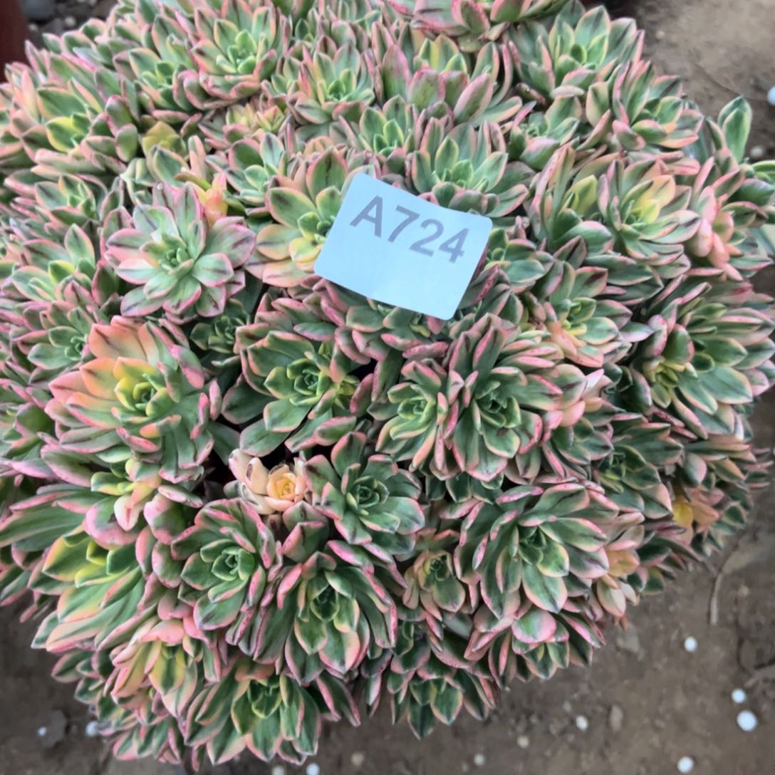 724号甜茶都肉法术