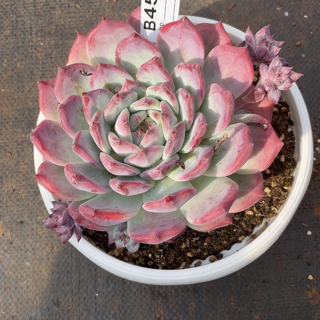 若如东云单拍B458