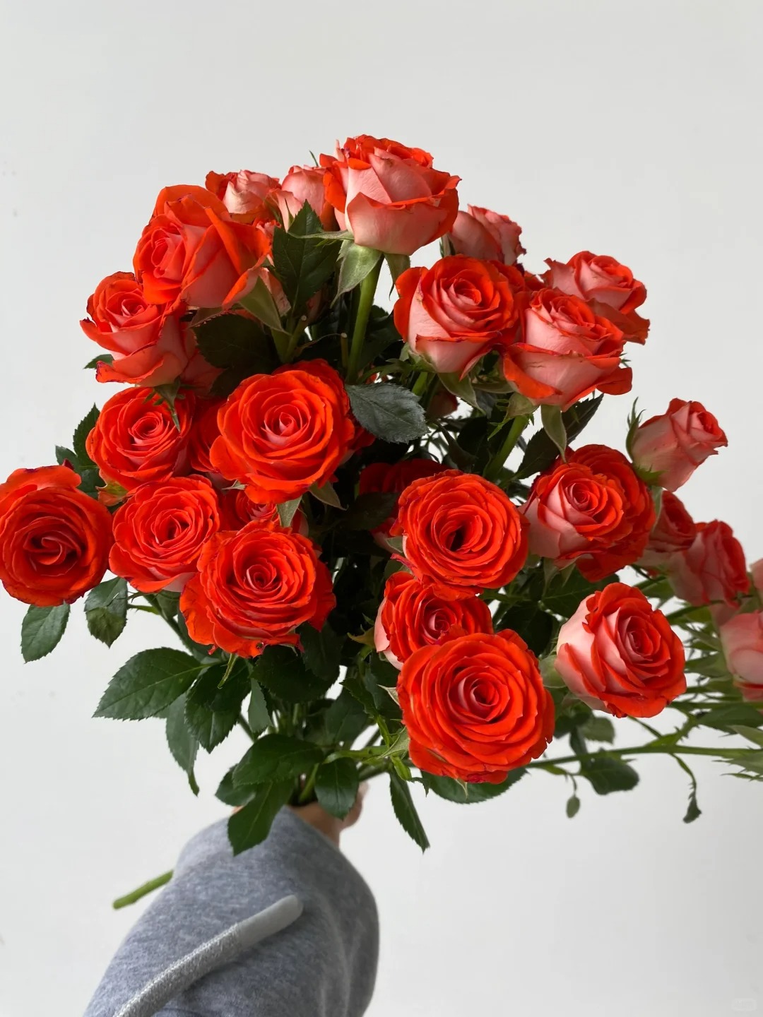 （蔓蔓）惊艳泡泡多头玫瑰8支+2支防损 1单包邮