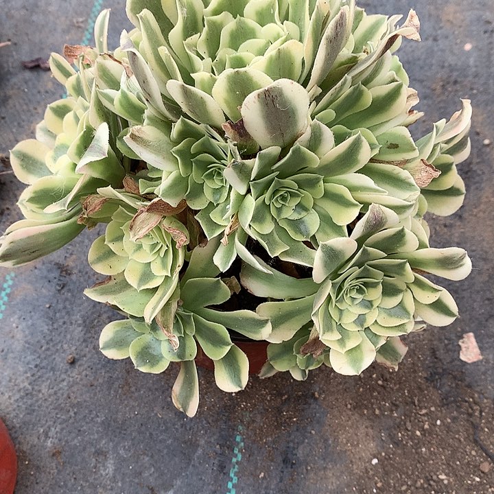 913绿豆沙多肉植物