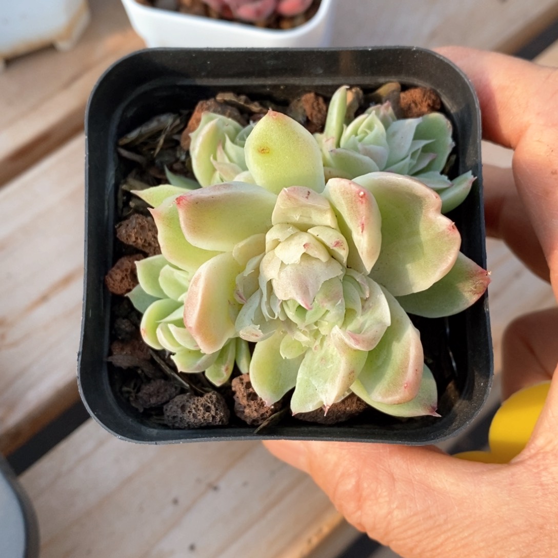 精品多肉一物柏不包整39