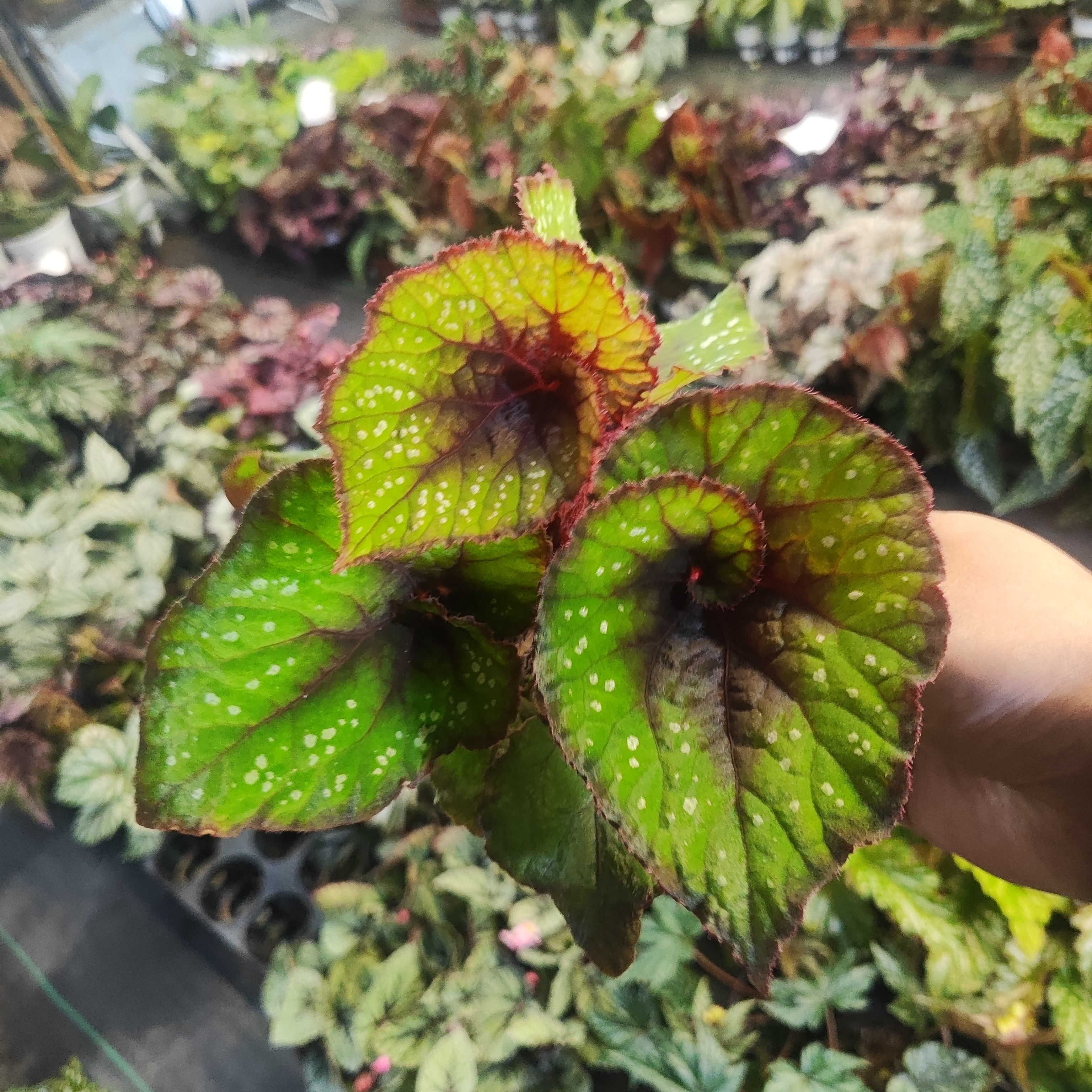 荧光蜗牛秋海棠盆栽室内观叶植物绿植好养花卉装饰