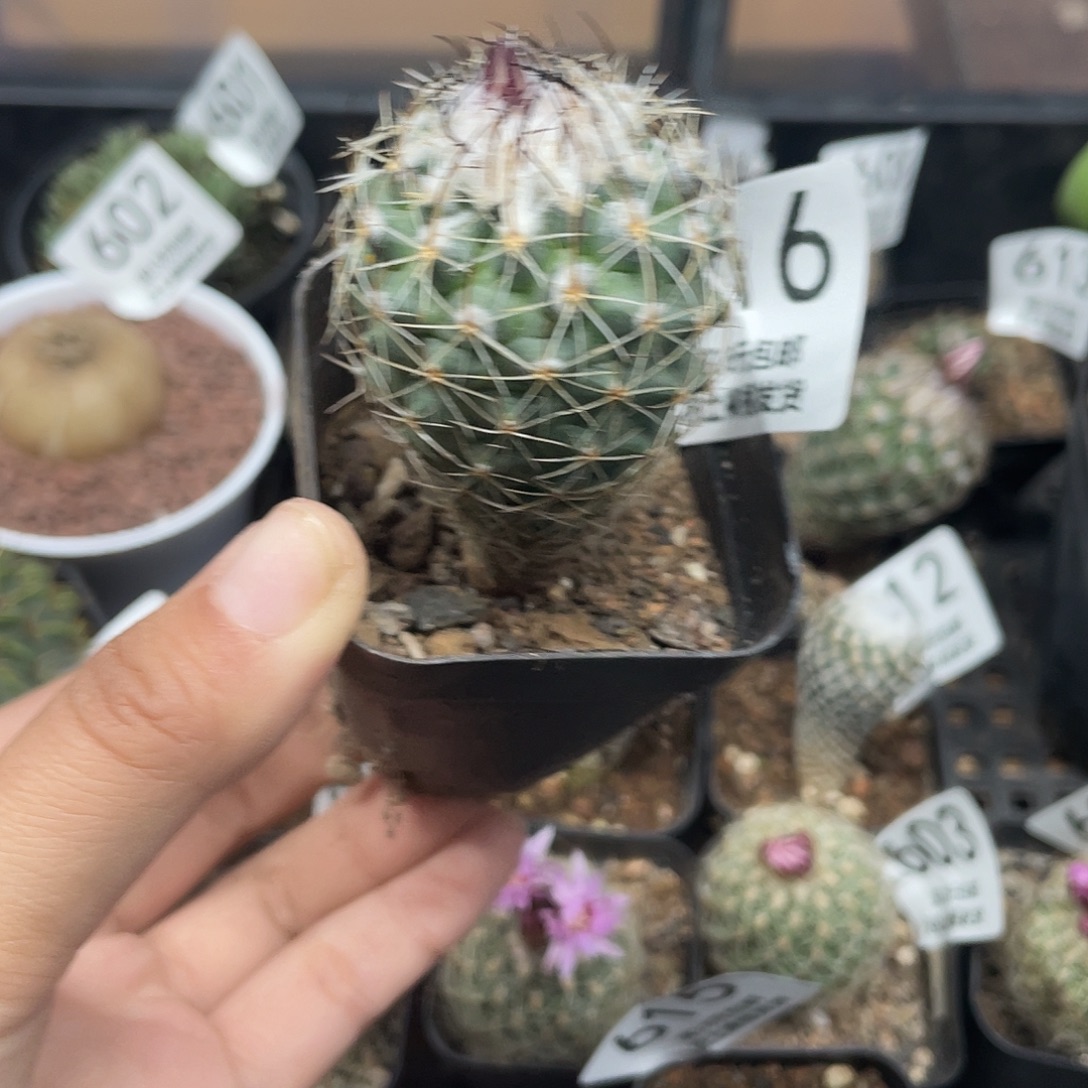 616白虎娇丽仙人球植物