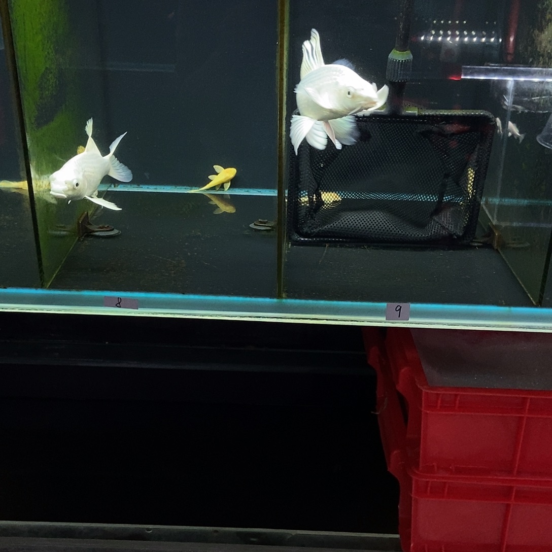 长***健蝴蝶鲤鱼8-9号白色蝴蝶鲤两条