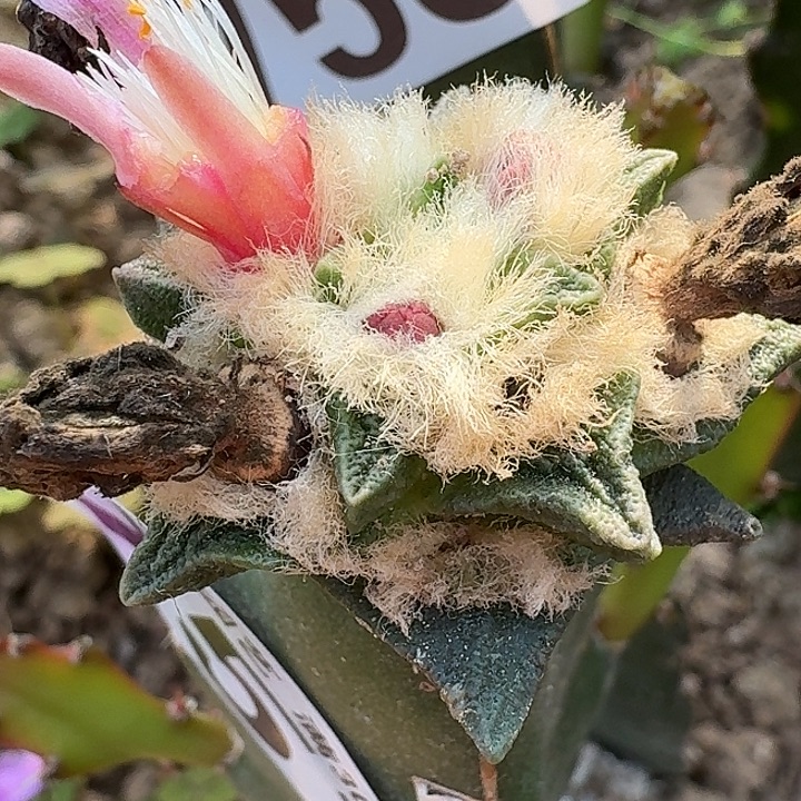 无花朵苗接龙角757