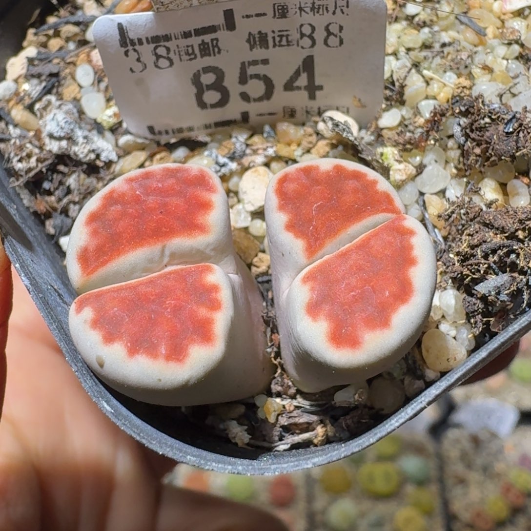 Sss清清清了便宜854高特