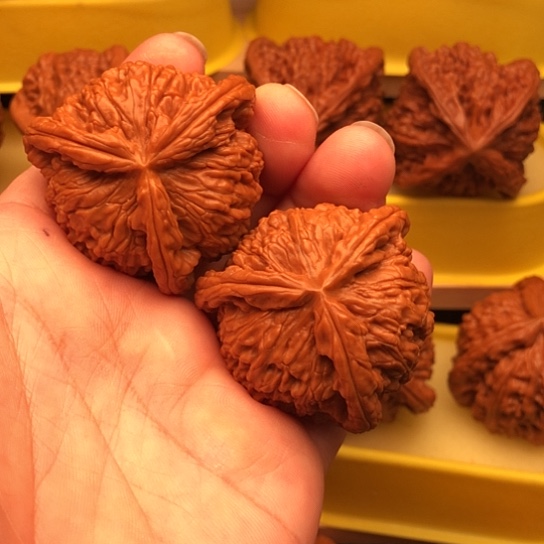 用***4核桃核桃核桃核桃核桃