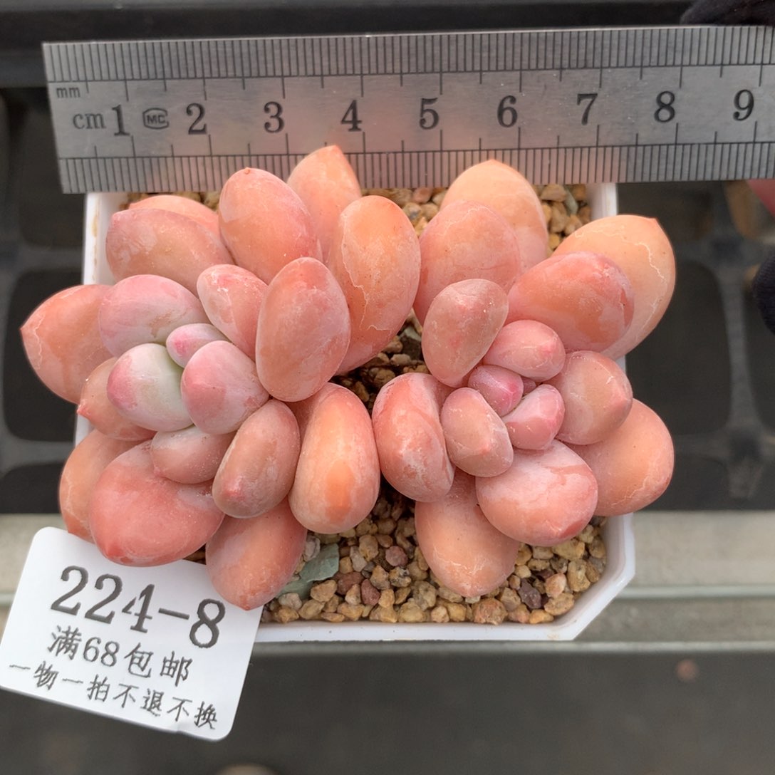 8。香水双头。一物一拍。