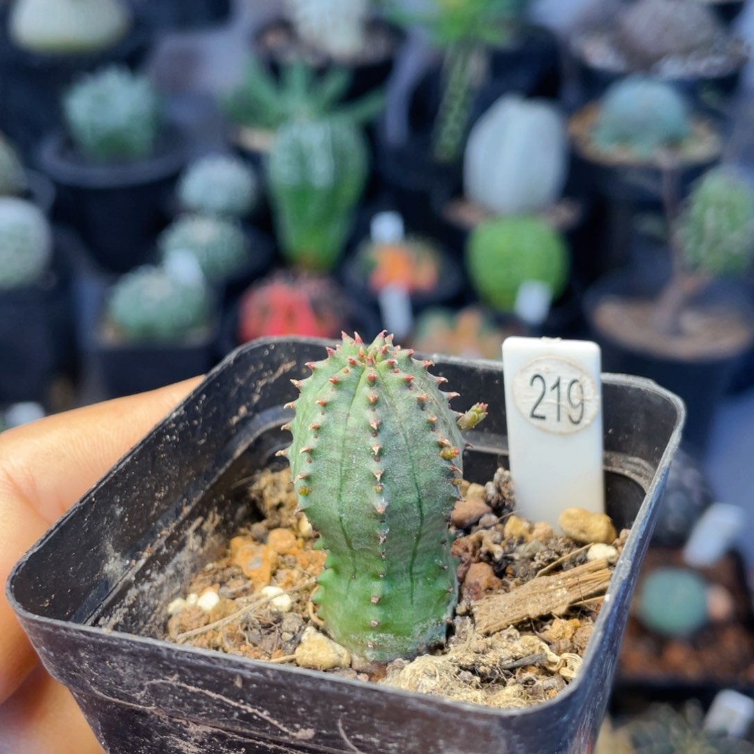 仙人球满28包邮盆5公分子吹布纹球