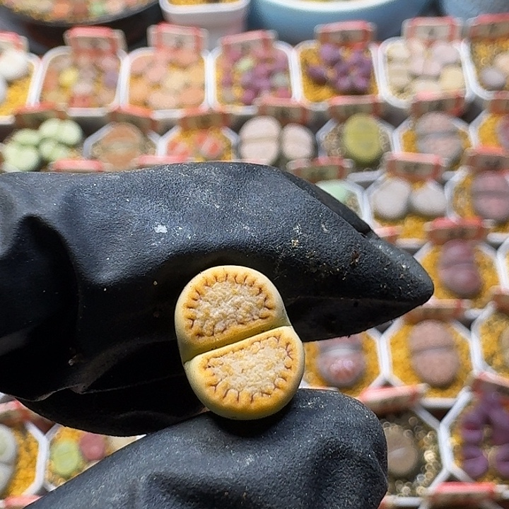 糟***猫生石花111122。  353