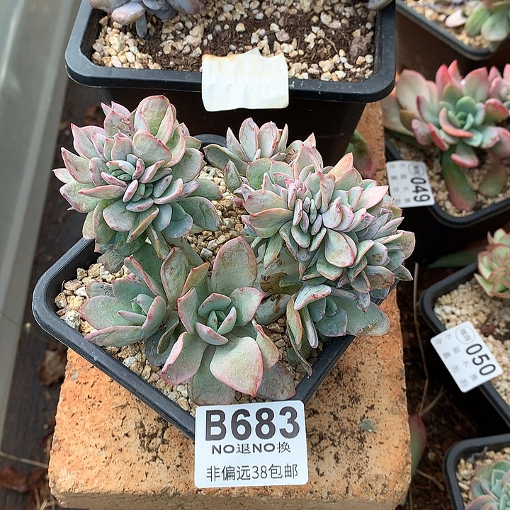 暮光之城缀化 683 需延迟发货