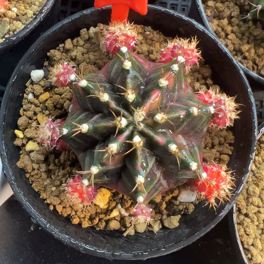 1-222米哈仙人球锦群5.6厘米