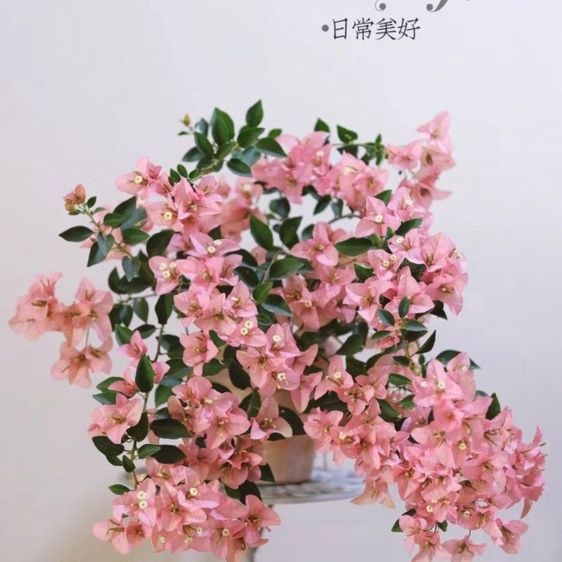 耐热勤花卡亚塔三角梅盆栽带花苞四季开花可种阳台庭院