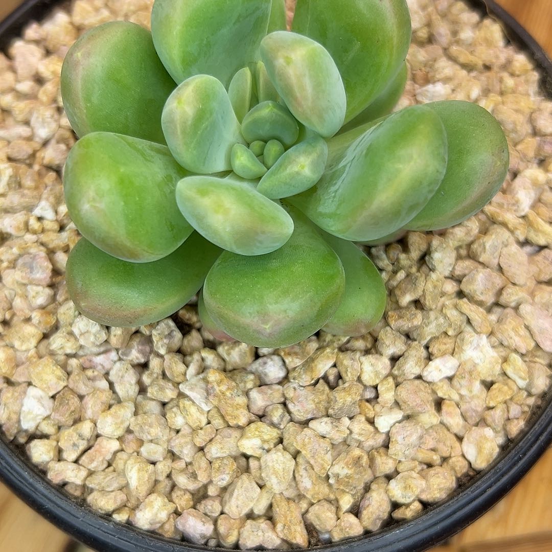 *****法丽达单头，一物一拍