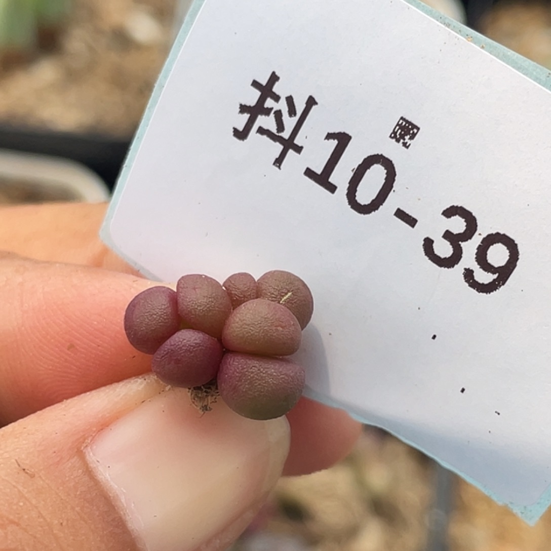 10-39紫葡萄多肉植物