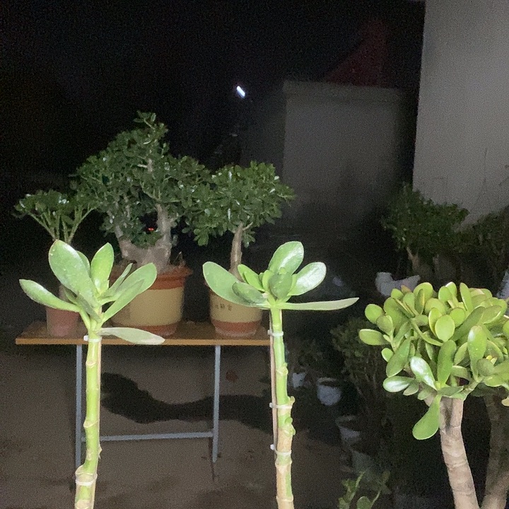 惠***兴青叶红边一物一拍