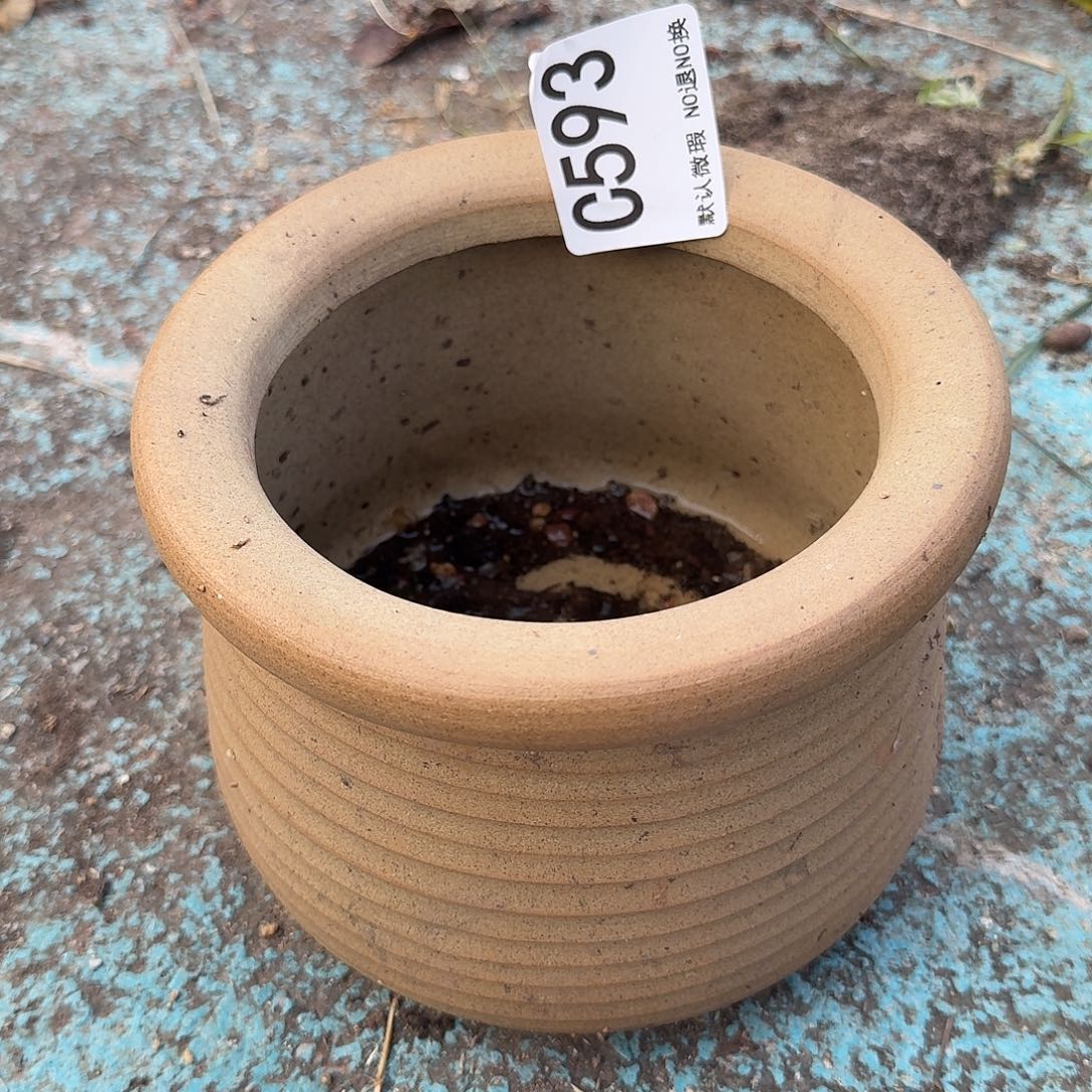 重庆小燕子欢迎大家陶瓷593