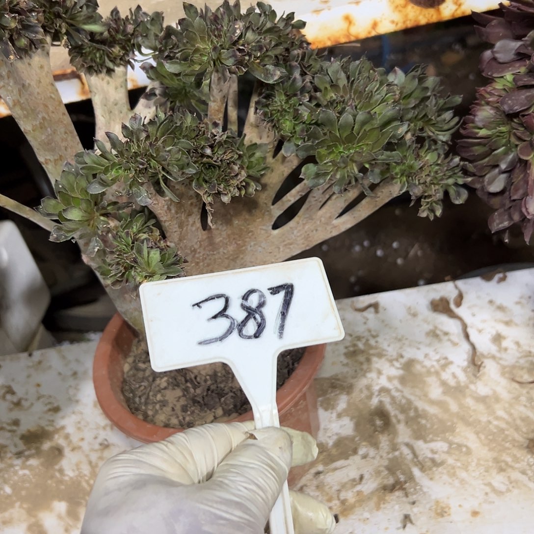多肉植物会法师缀花387