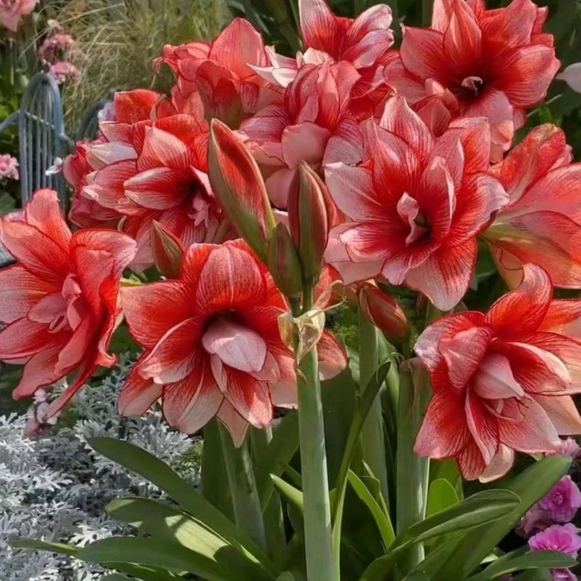 （小花匠花坊）鬼魅～重瓣，南非品种基地球