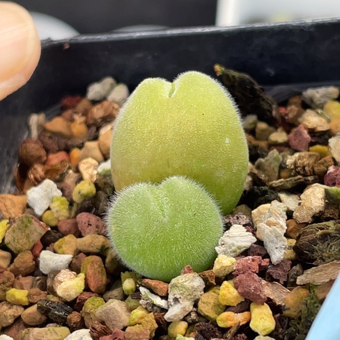 28-11毛翠滴多肉植物