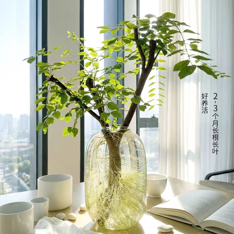 小叶女贞老桩水培鲜切四季绿植居家室内软装懒人摆件好养