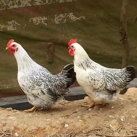 【拍六送二】芦花鸡宠物鸡一斤左右发货D