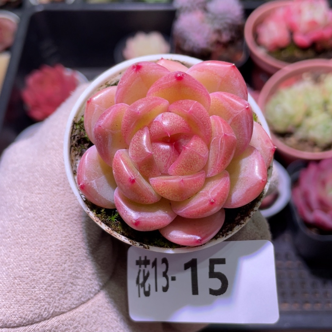 花利美13-15福利珍妮