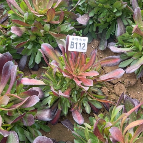 112华纳不包断枝