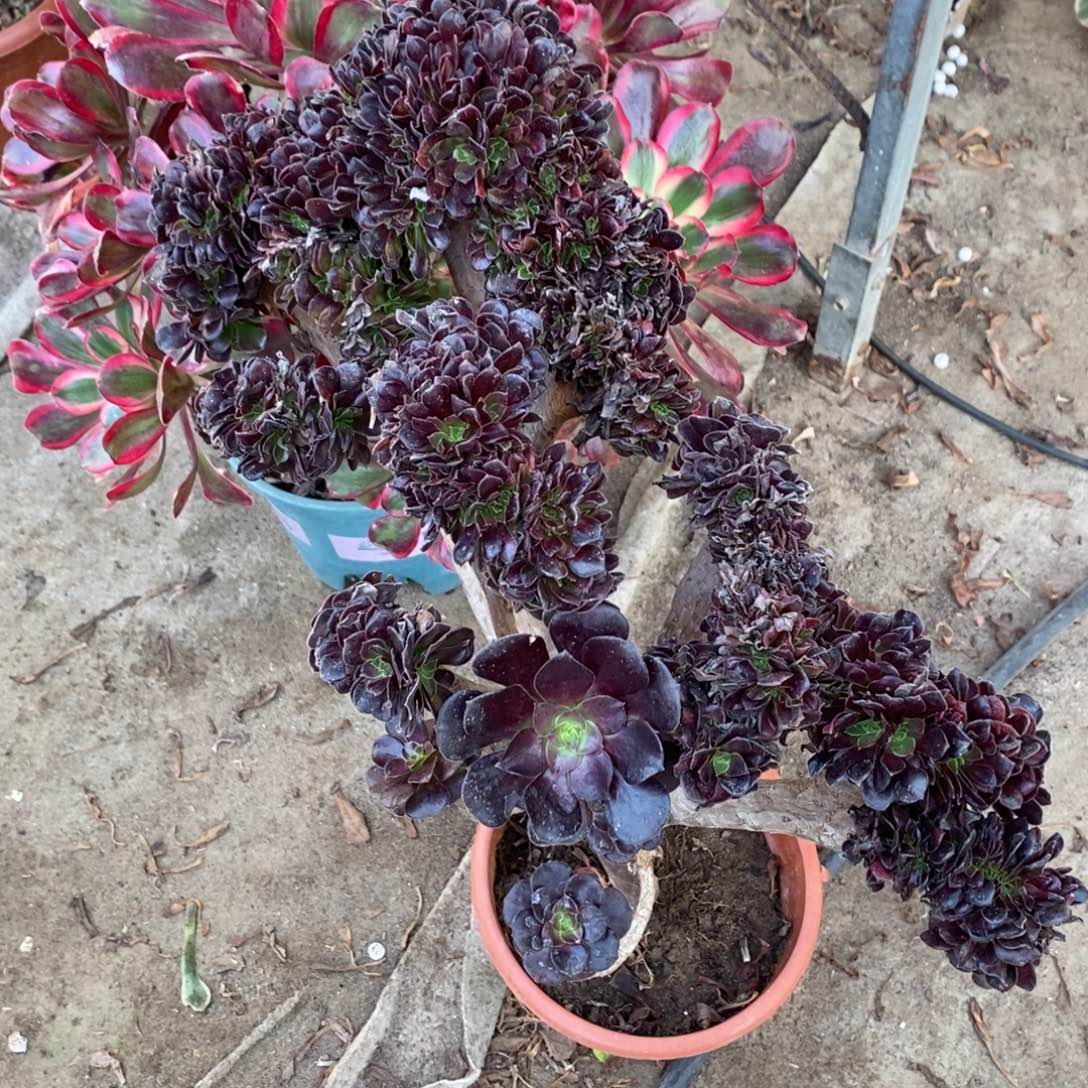 不开花植物73号欧紫缀化1颗多肉