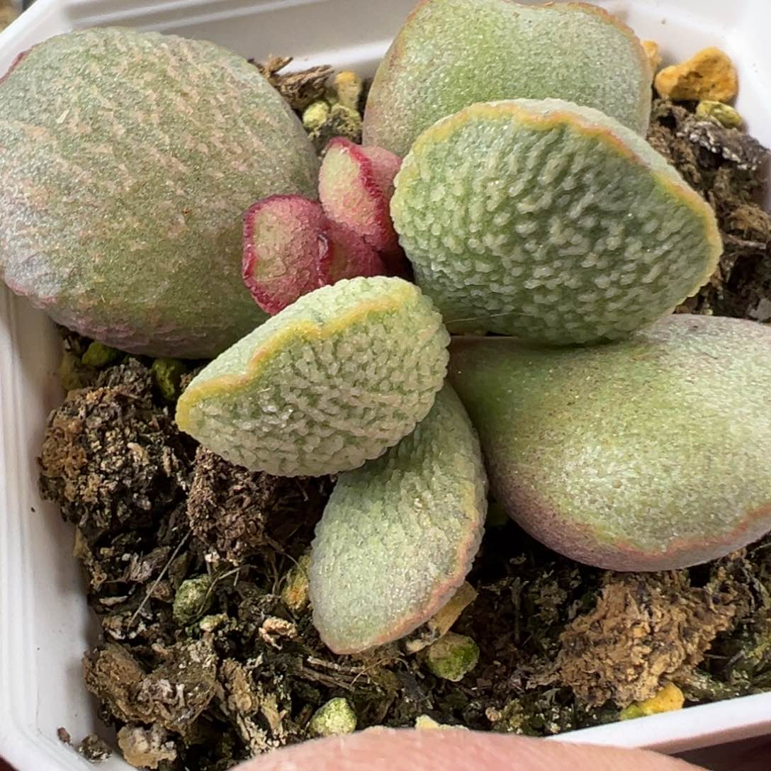 流萤水泡多肉植物水泡