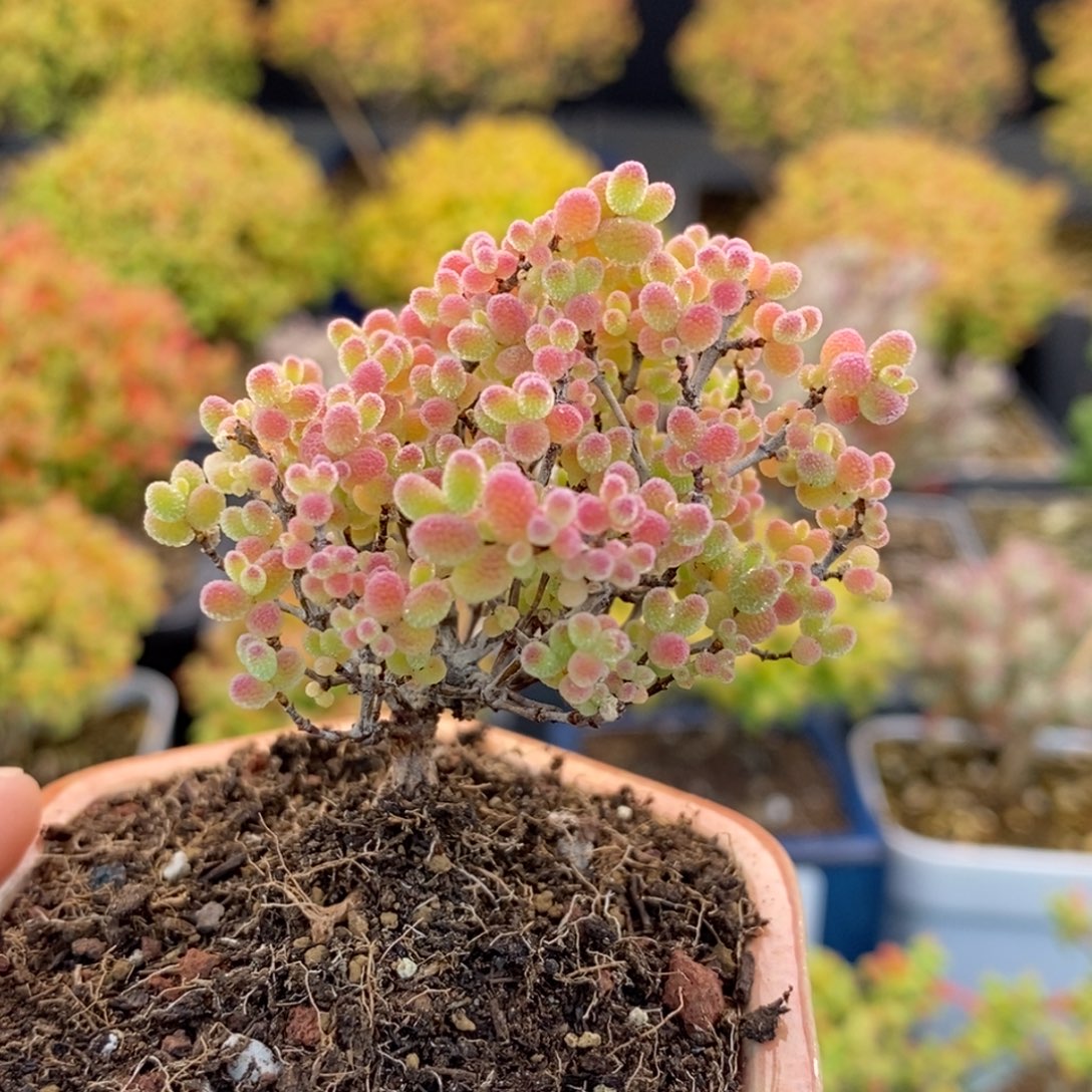 144精控蜜橘糖球 。      