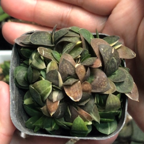 子宝锦带盆发货哈哈哈哈